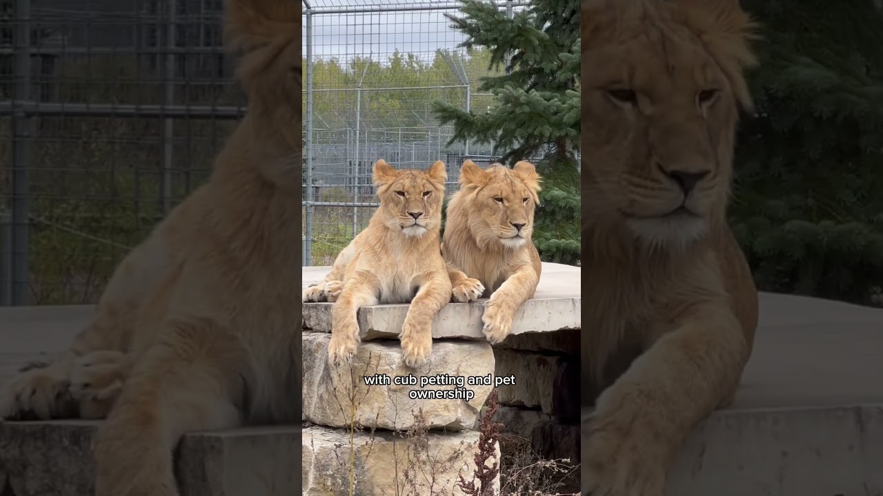 One Year of The Big Cat Public Safety Act! 🥂🐅