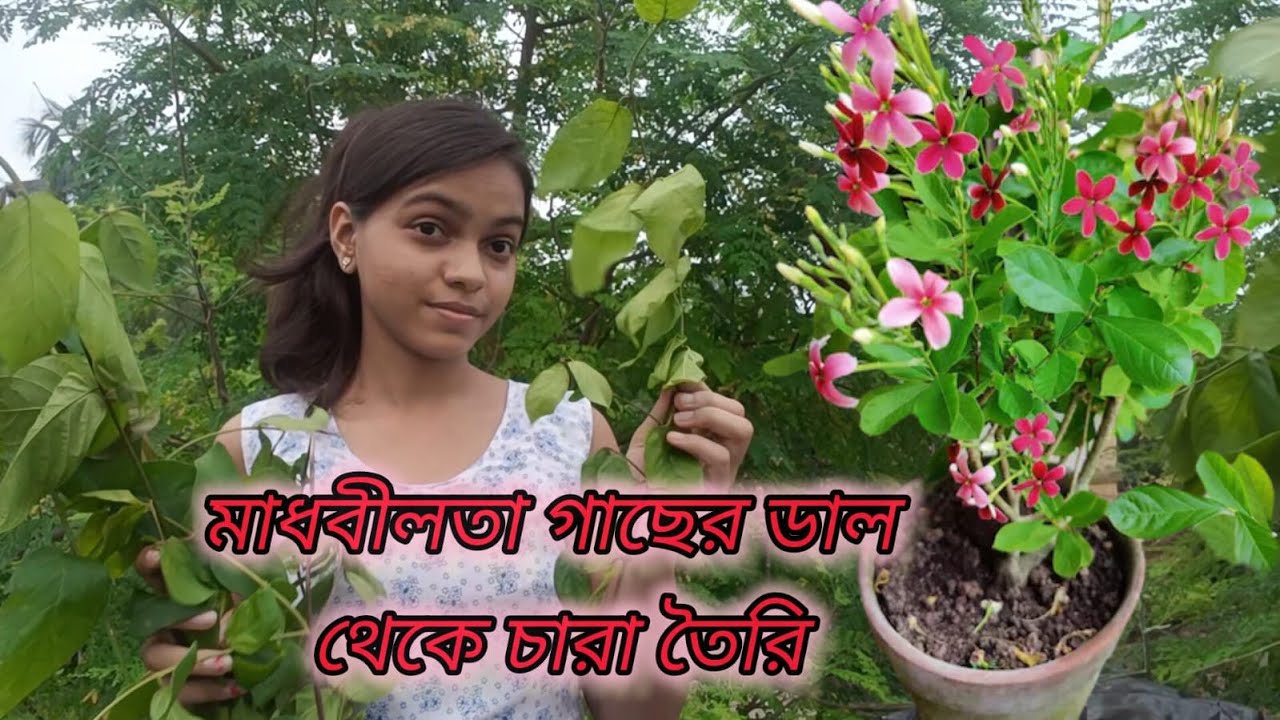মাধবীলতা গাছের ডাল থেকে চারা তৈরি/মাধবীলতা গাছের কাটিং💐/ How To Grow Rangoon Creeper From Cuttings🌱