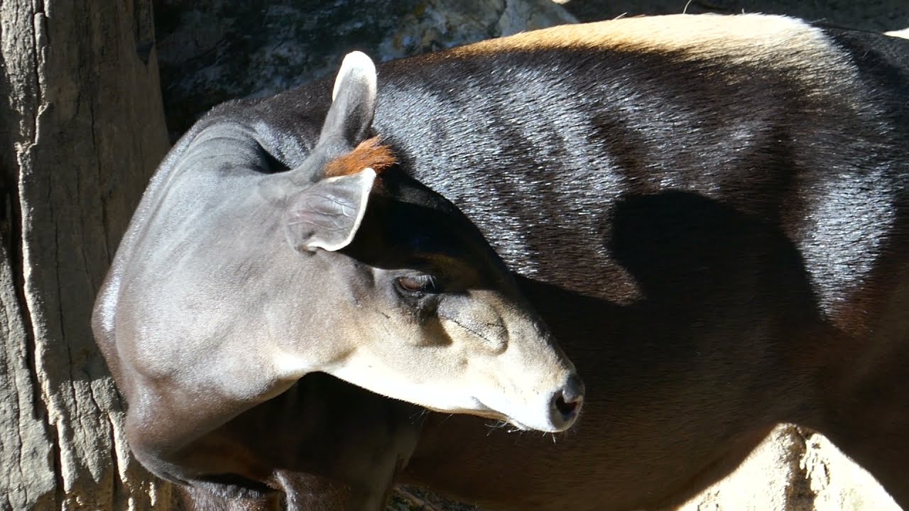 Yellow-Backed Duiker LA Zoo Los Angeles California USA January 6, 2022 Endangered Species Animals
