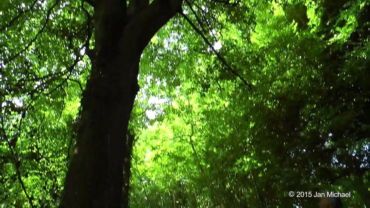 BIENEN IM HERZEN DER B&Auml;UME - Zeidlerei Projekt in der Normandie