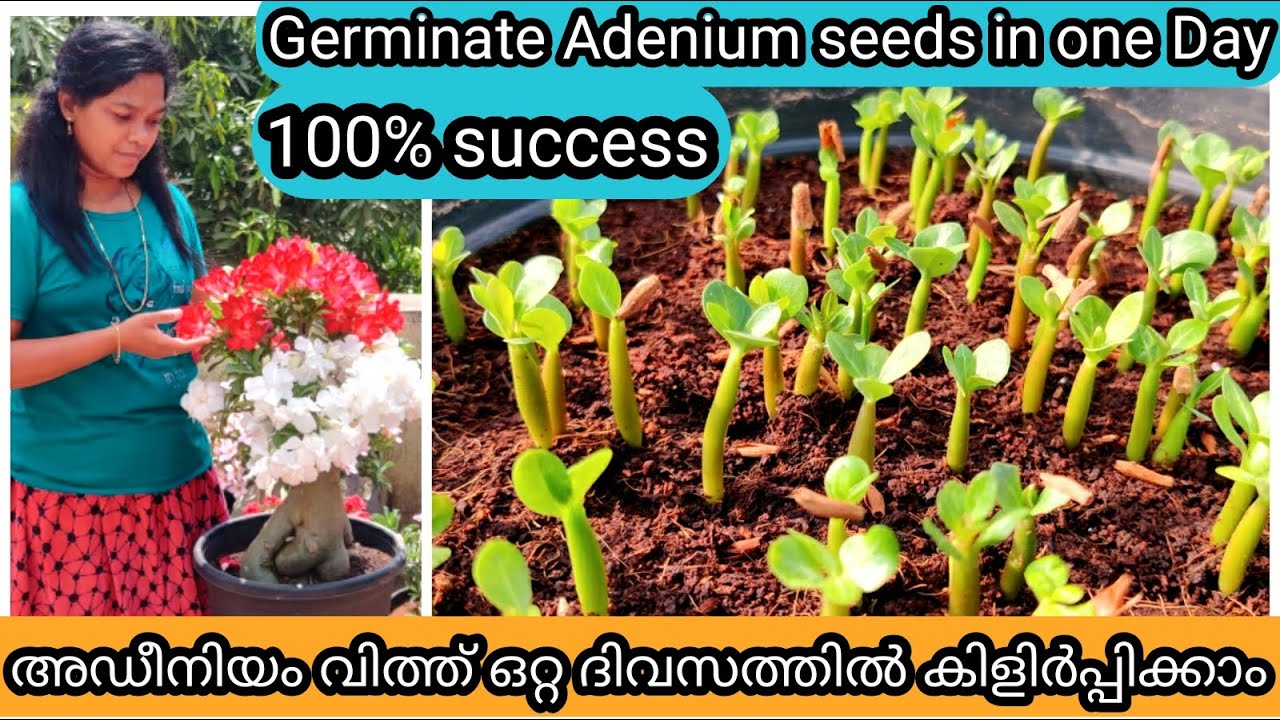 Adenium Seed Propagation in One Day | 3 Methods | അഡീനിയം വിത്ത് എളുപ്പത്തിൽ കിളിർപ്പിക്കാം