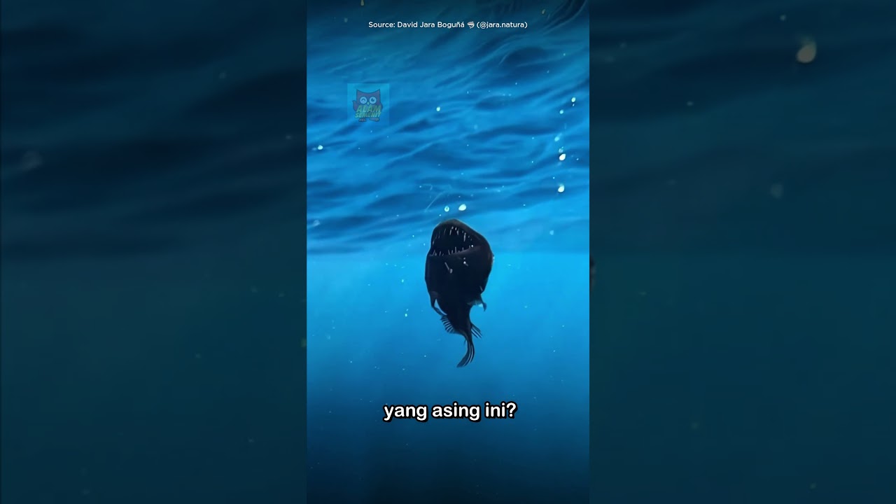 Black Sea Devil #AlamSemenit #Shorts