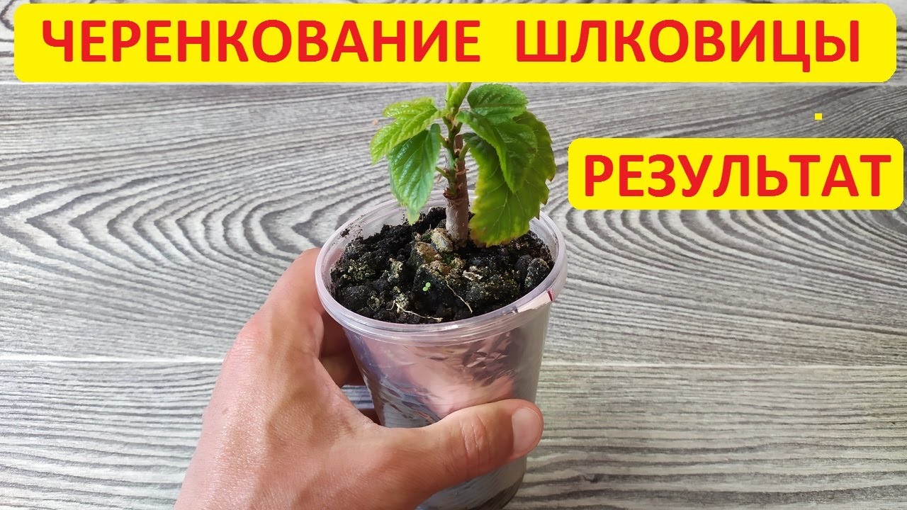 Черенкование шелковицы дома весной. Часть #4 Результаты эксперимента