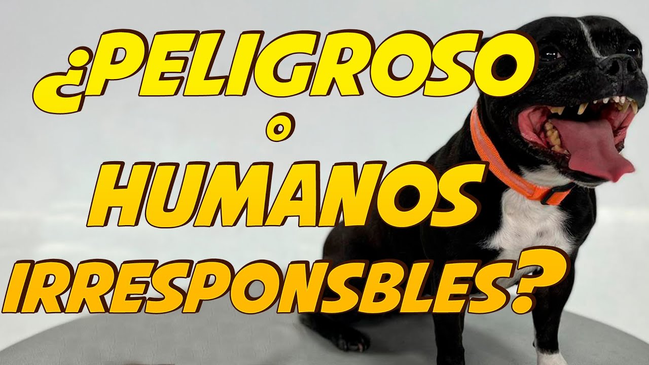 Perros Potencialmente Peligrosos ⚠️🐶 | Lo que debes saber 📝🤔