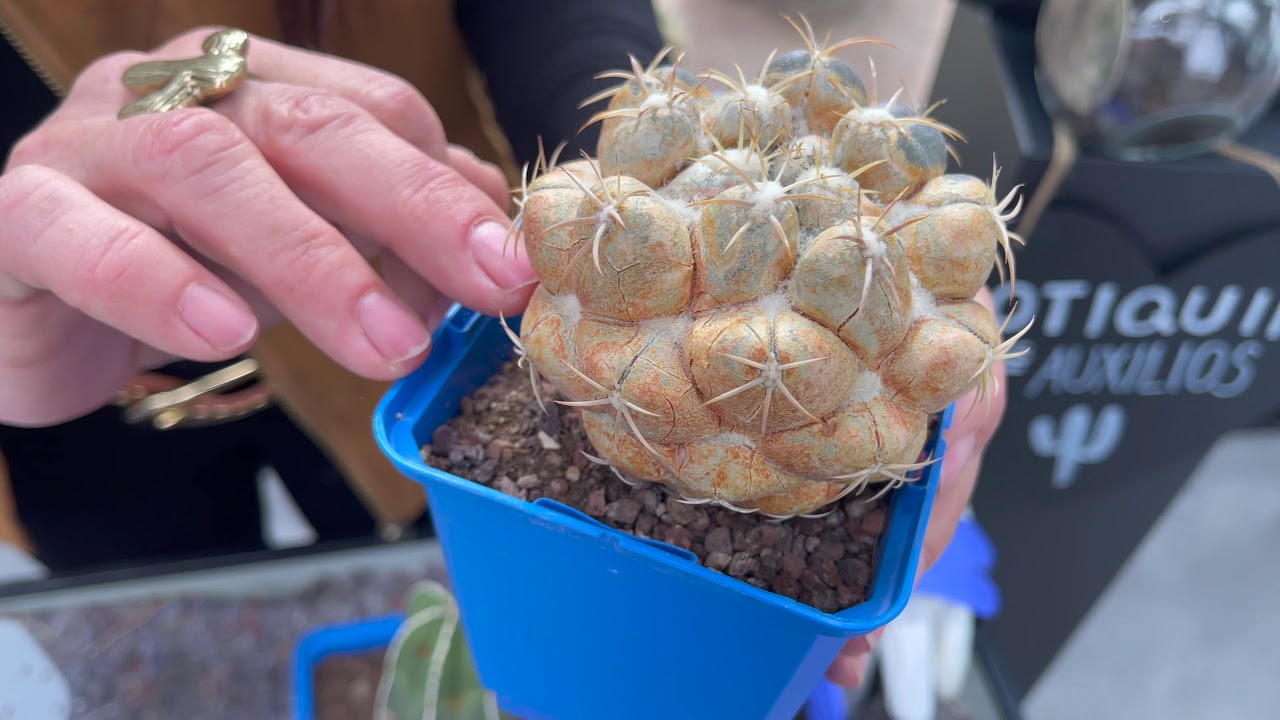 Desert TIPS | Capítulo 12 🌵▶ BOTIQUÍN BÁSICO PARA CACTUS