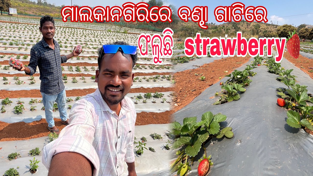 Strawberry ଚାଷ ମାଲକାନଗିରି ରେ Bonda ଗାଟି || Mudulipada