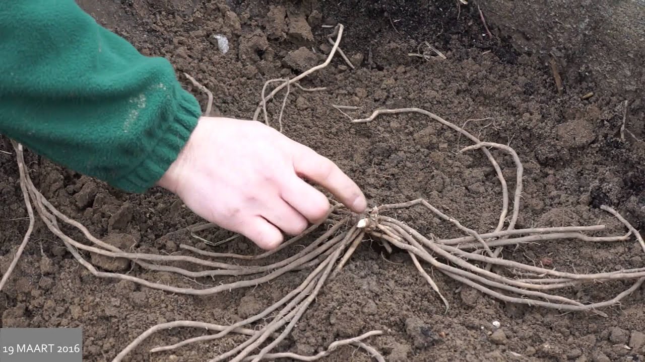 Toms Moestuin 2016 # 15 : Asperges kweken - aspergebed maken