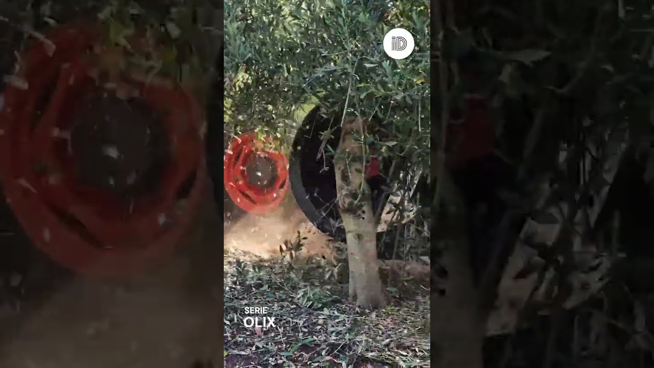 🌿 &iquest;Sab&iacute;as que la poda de bajos es clave en el olivar superintensivo? 🚜✨