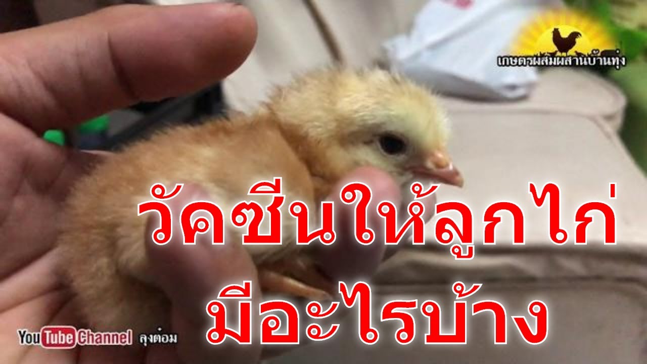 ສັກຢາປ້ອງກັນໄກ່ วัคซีนไก่ไข่  ป้องกันโรควัคซีนรวมนิวคาสเซิลและหลอดลมอักเสบ อายุช่วง1-3-8 สัปดาห์