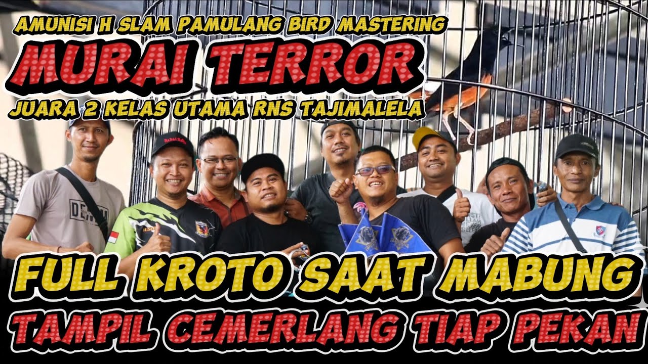 FULL KROTO SAAT MABUNG KINI TAMPIL BAIK TIAP PEKAN | MURAI TERROR JUARA 2 KELAS UTAMA RNS TAJIMALELA