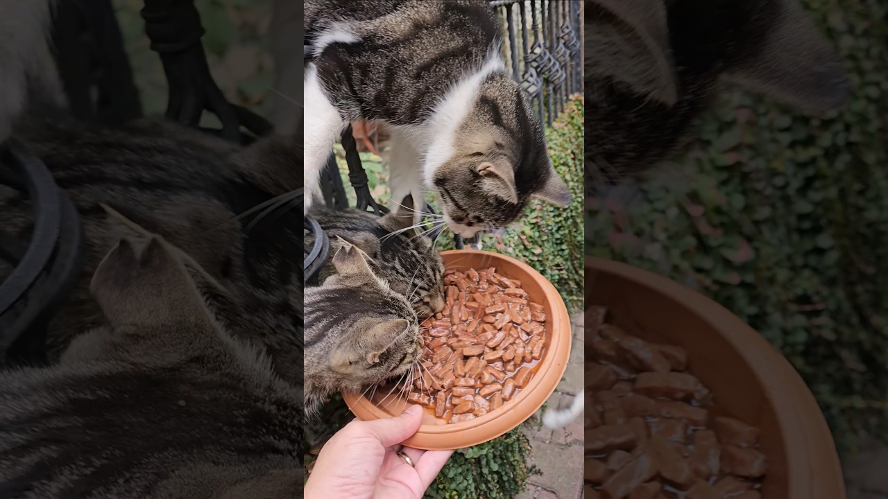 All the cats in the town went crazy when they saw the plate full of love in my hand.