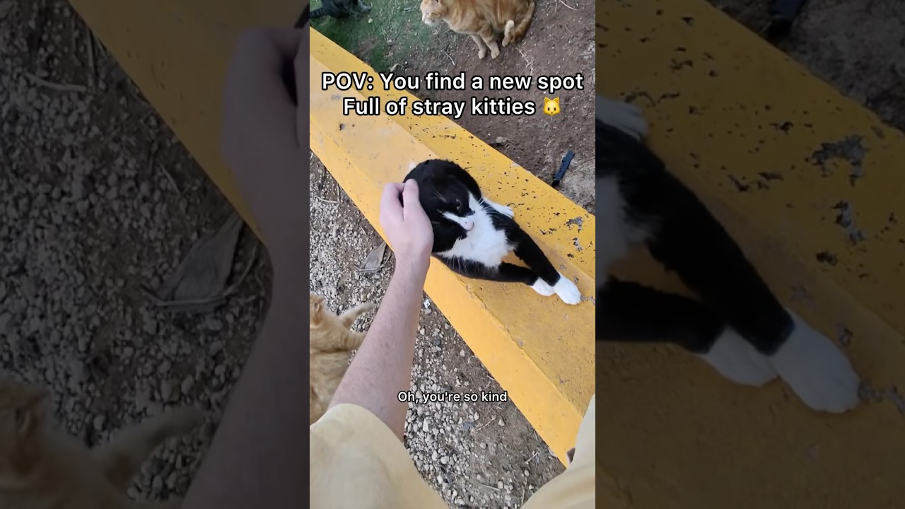 This is exactly why I want to make a kitty sanctuary! Too many kitties without a home! 🐱 