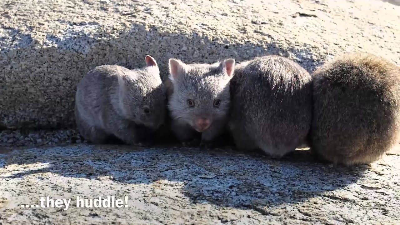 Journey to Wombat Rock