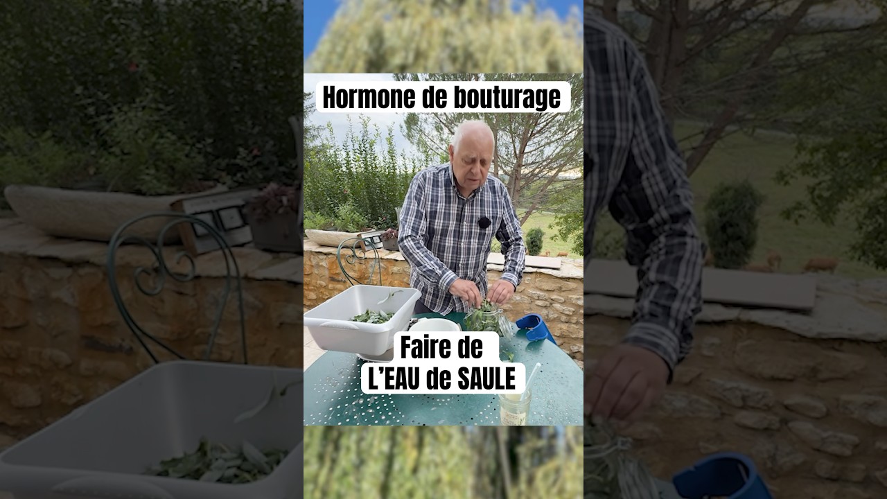 Hormone de Bouturage : Comment faire de l'eau de saule ? #hormone #saule,#bouture,#nature,#jardinage