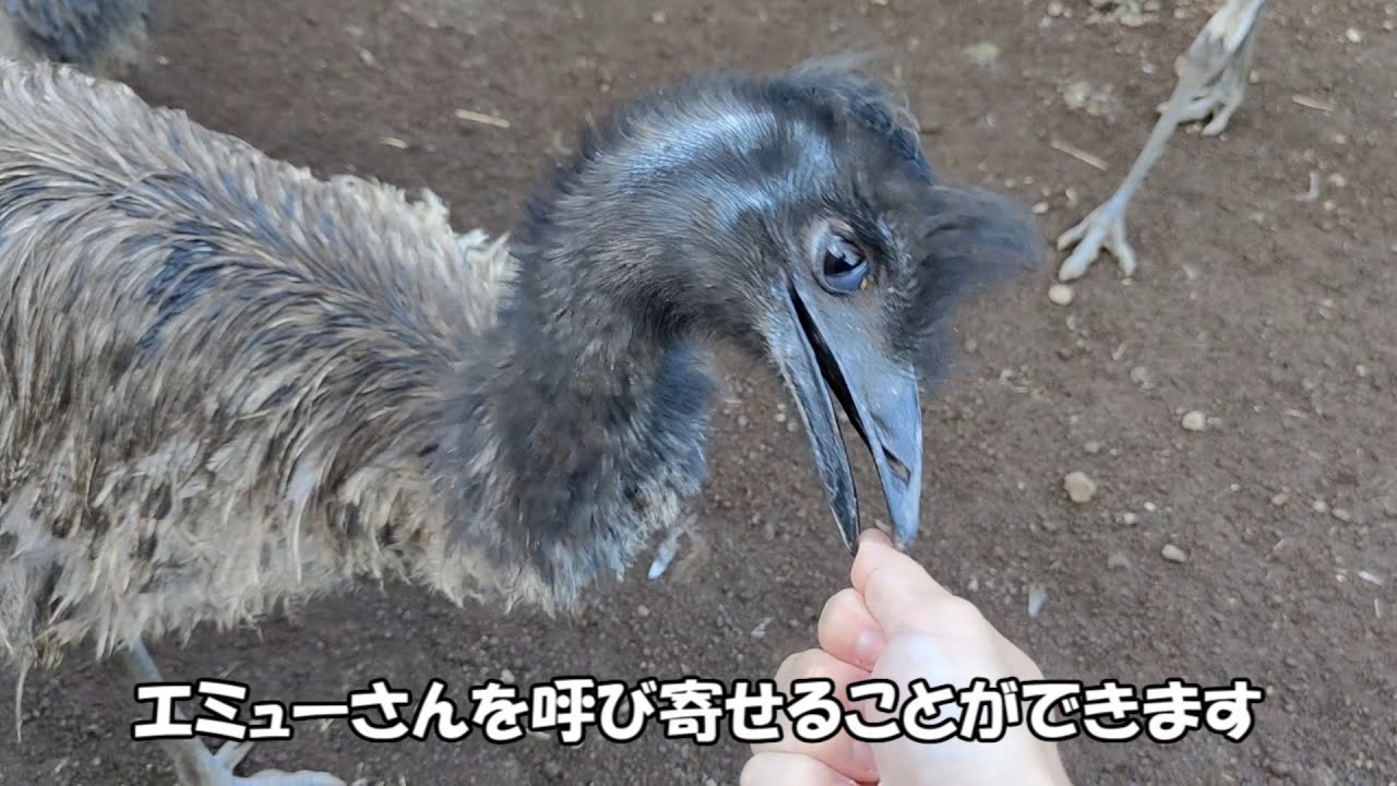ボツ動画5【百合子・らぁ子・肉・獣】