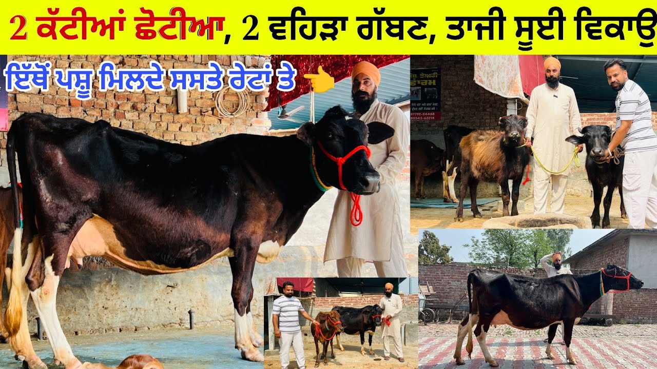 ਸਰਮੁੱਖ ਸ਼ਕਰੀ ਕੋਲ 2 ਵਹਿੜਾ 2 ਛੋਟੀਆਂ ਕੱਟੀਆਂ ਵਿਕਾਊ/ ਜਾਇਜ਼ ਛੋਟੇ ਮੁੱਲ/ ਸ਼ਕਰੀ/ ਤਰਨਤਾਰਨ 