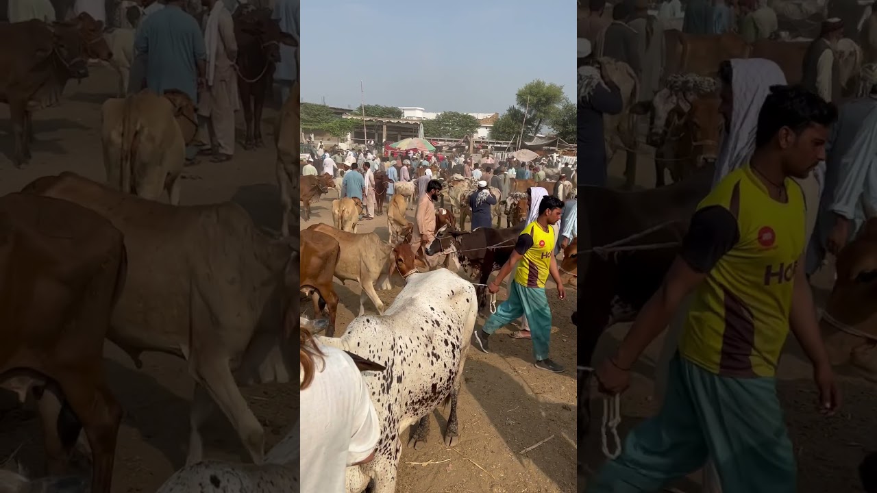 Cow Mandi in Peshawar #viral #youtubeshorts #tourism #travel #mandi #peshawar #cows #cricket