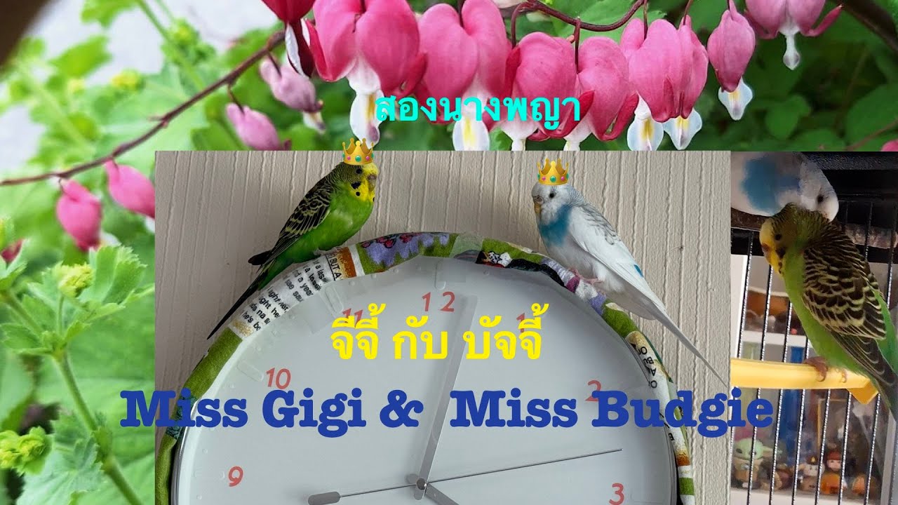 Miss Budgie and Miss Gigi 2025 บัจจี้ กับ จีจี้