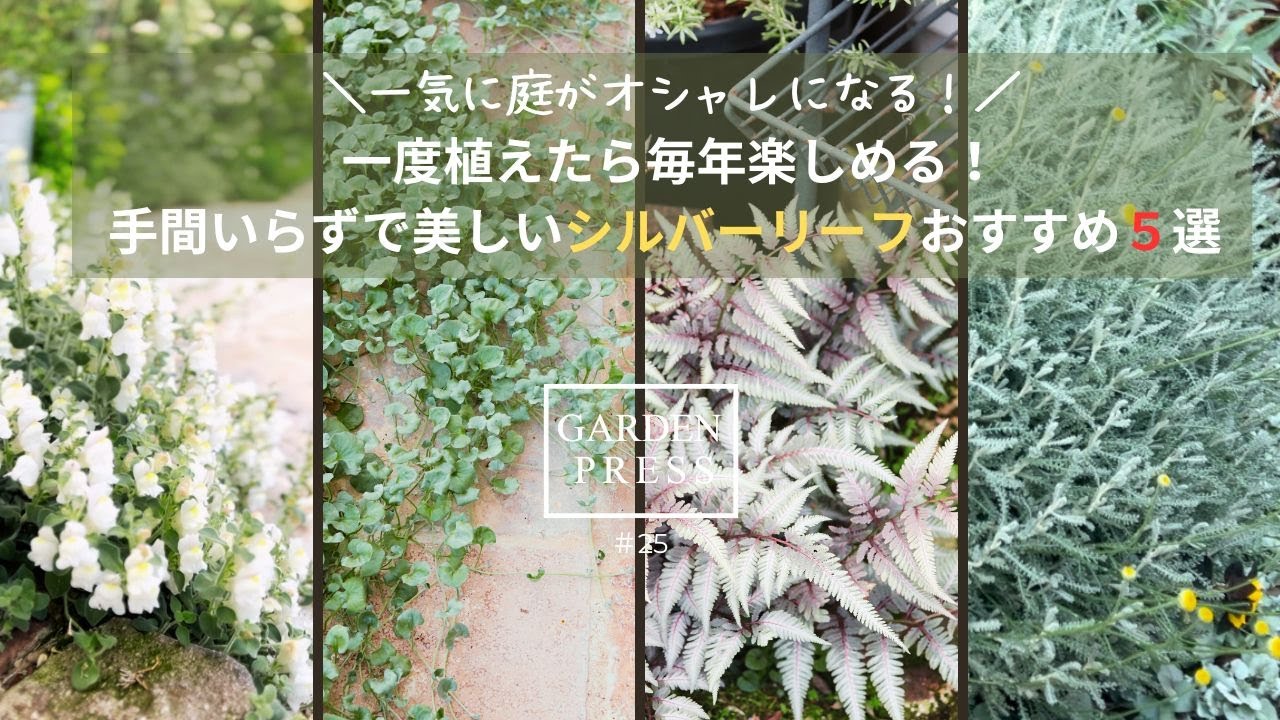 【手間いらずのシルバーリーフ５選】植えるだけでオシャレ感UP!|花がなくても美しい庭に｜おすすめシルバーリーフ　＃ガーデニング #おしゃれな庭