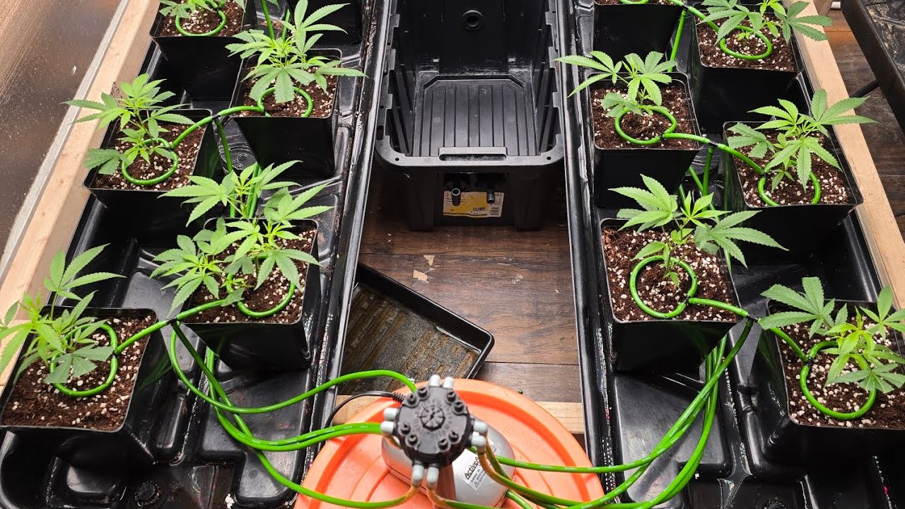 Simple DIY irrigation, 16 plant Kosher Kush run #reservaprivada #hydroponics #kosherkush #homegrown