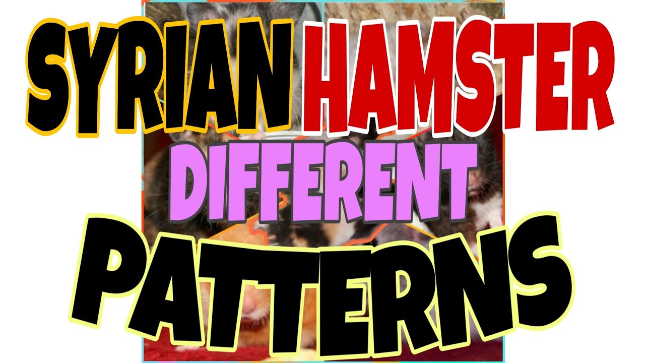 SYRIAN HAMSTER DIFFERENT PATTERNS