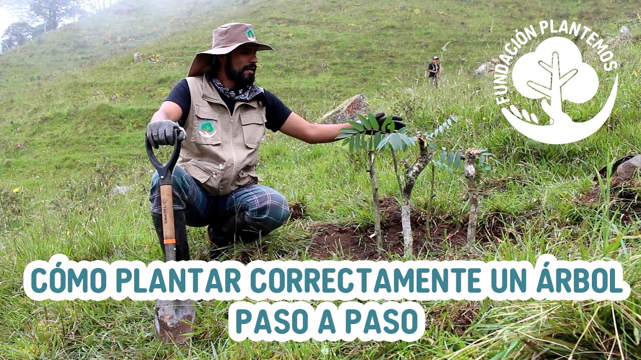 C&oacute;mo plantar CORRECTAMENTE un &aacute;rbol - PASO A PASO 👨🏽&zwj;🌾 🌳