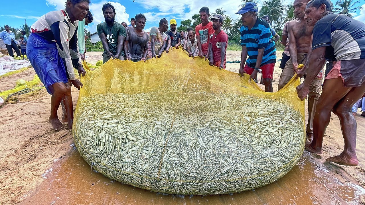 Unbelievable 1000KG Fish Catch in Seine Net | Incredible Fishing!
