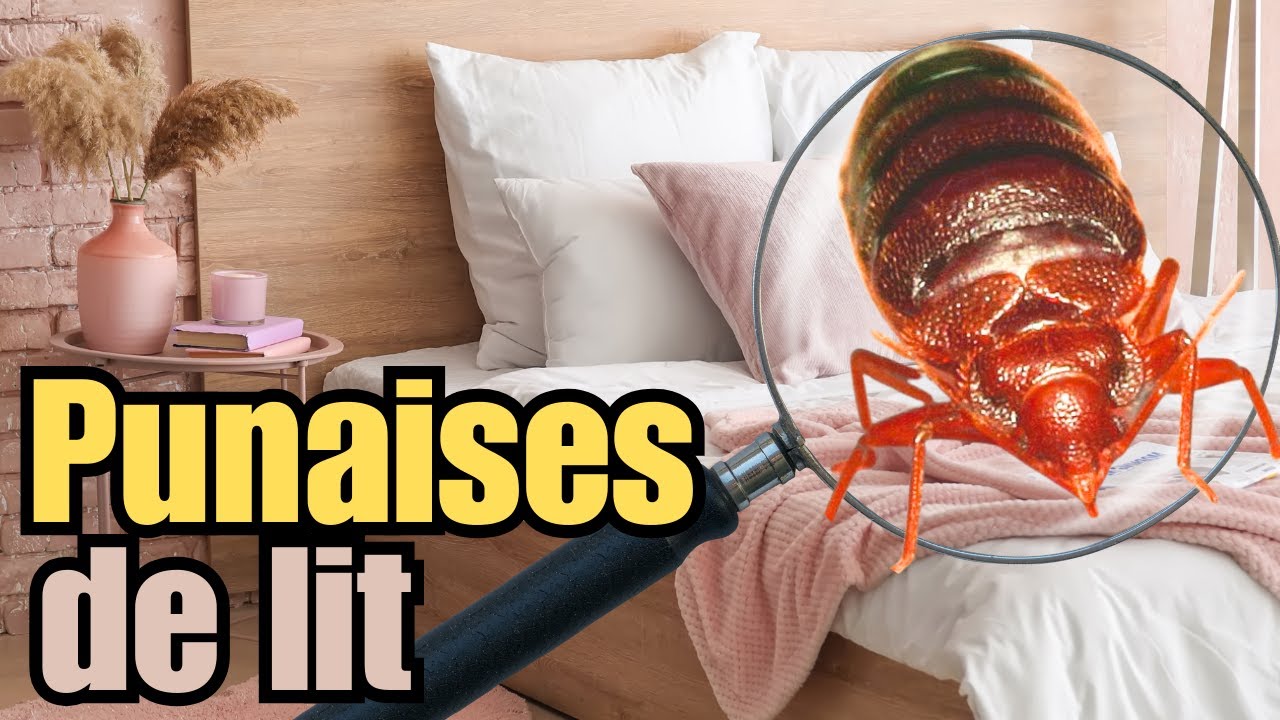 Comment éliminer les punaises de lit? (guide complet avec des pros)