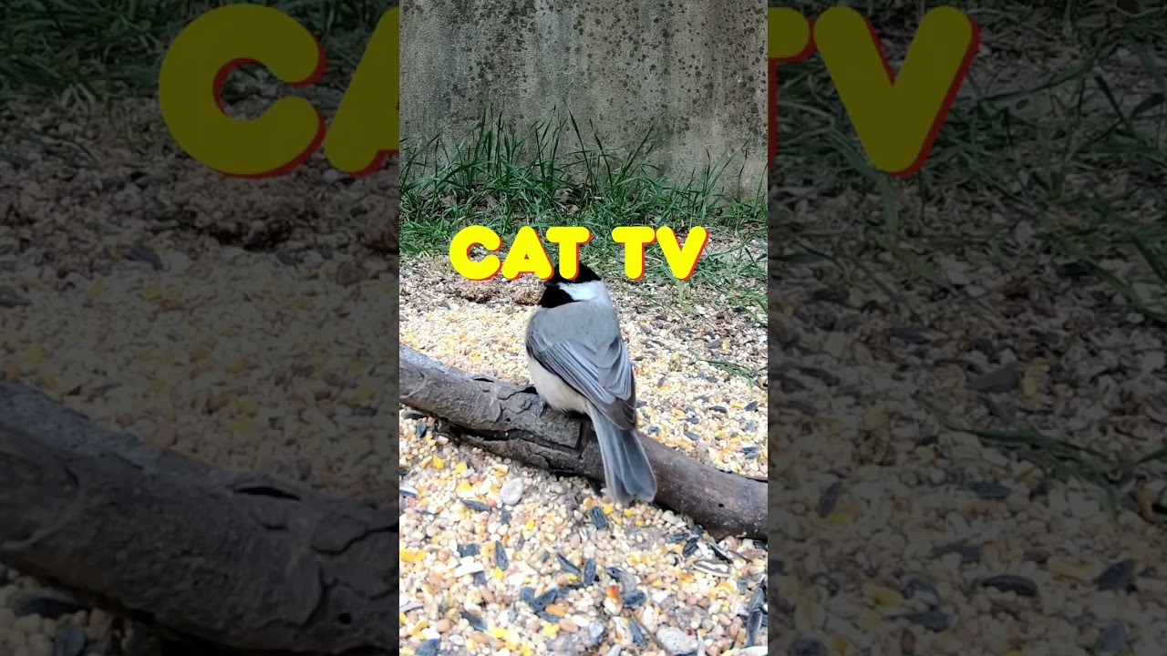 Лучшее кошачье ТВ ⭐ &mdash; Птицы для кошек &mdash; Игры для кошек HD &mdash; Видео для домашних животных