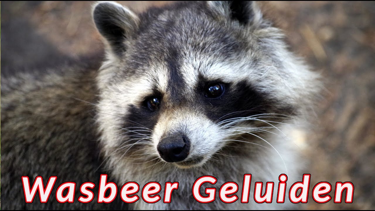 Wasbeer Geluid 🦝 geluiden gemaakt door een wasbeer