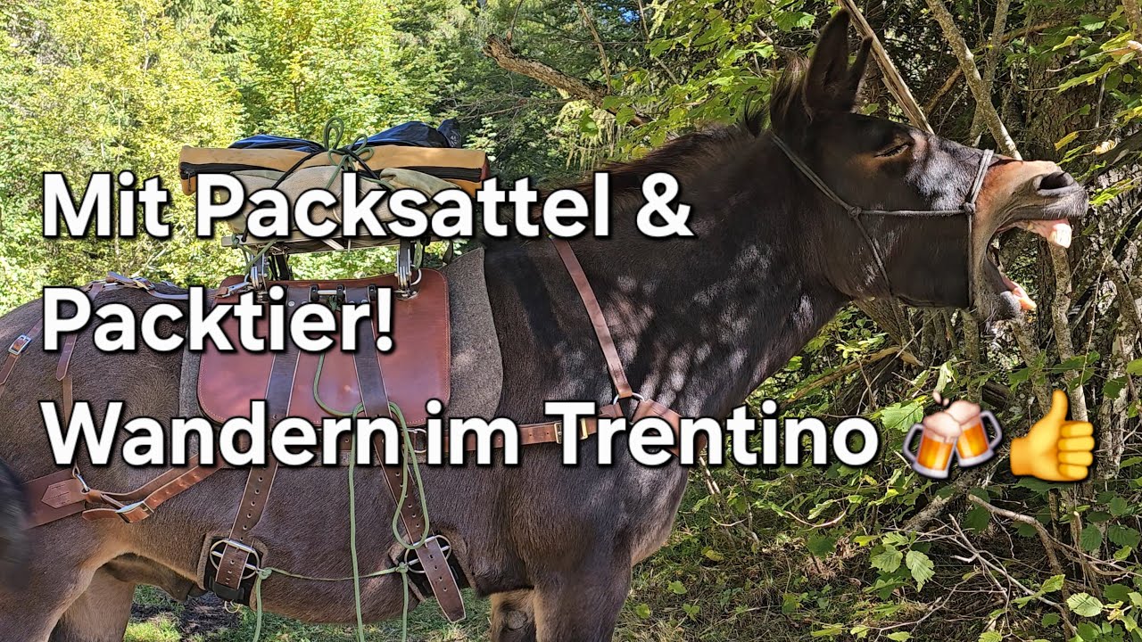 Wandern mit Pferd Muli Esel. Packsattel - Wanderung im Trentino.