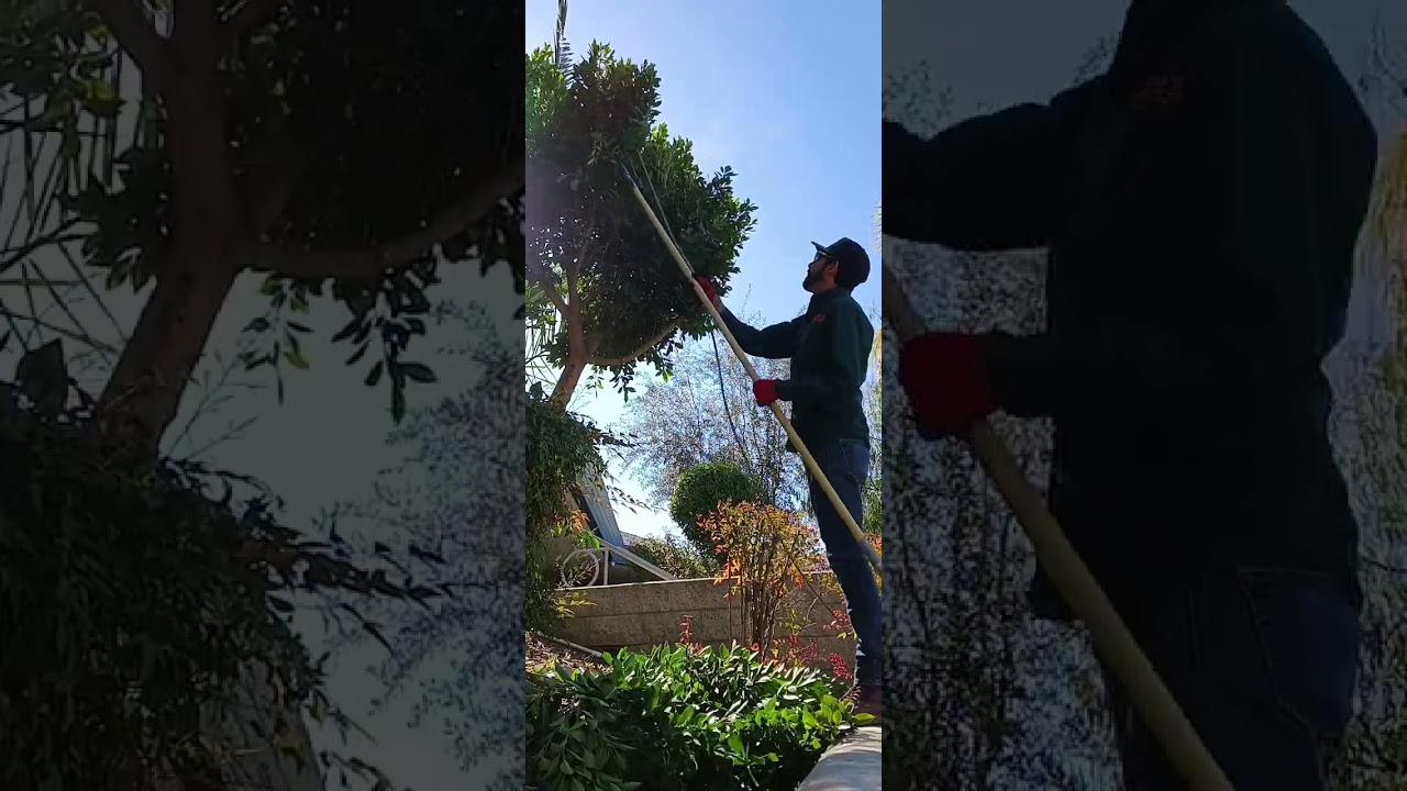 Como Podar Una Ficus#arbol#tree #hedge#jardiner&iacute;a #landscaping #satisfying #yarderos #shorts