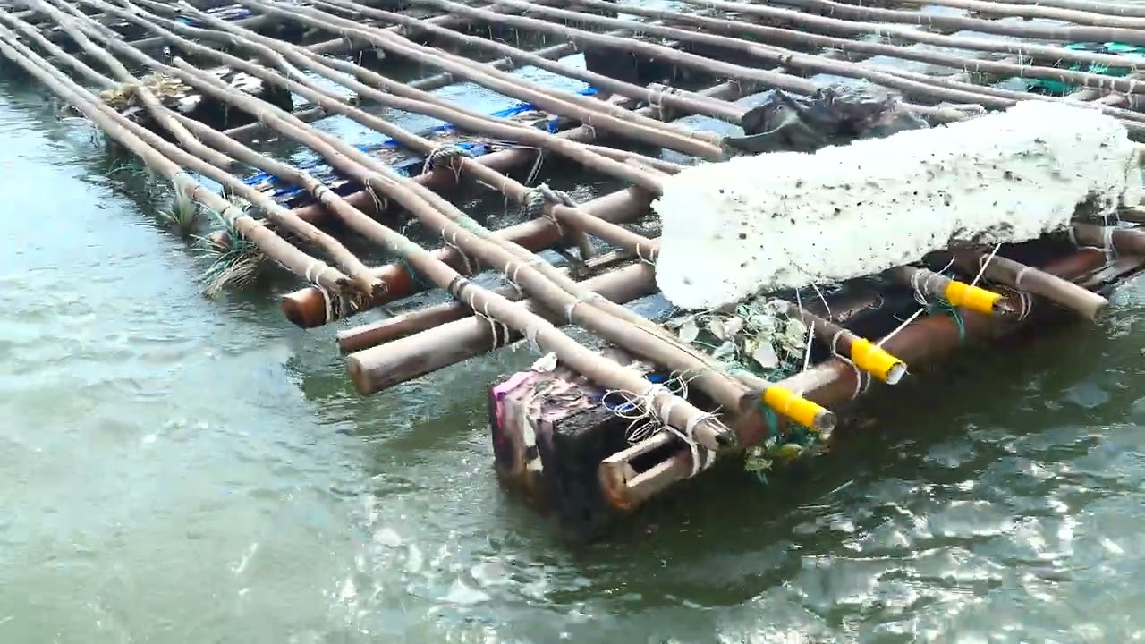臺灣台南市七股潟湖浮棚式蚵架 20220811 賴鵬智攝