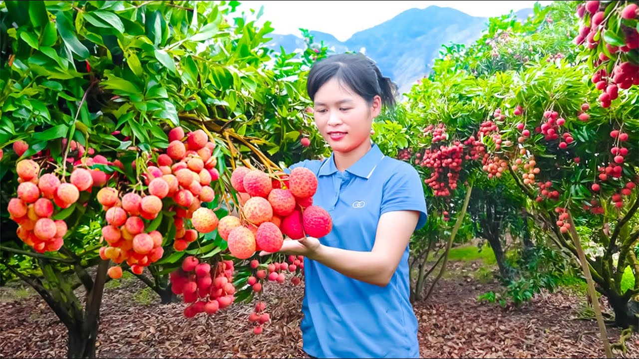 Harvesting Fresh Ripe Lychees from a Large Farm & Selling at the Market! 🍒 Tan Daily Life