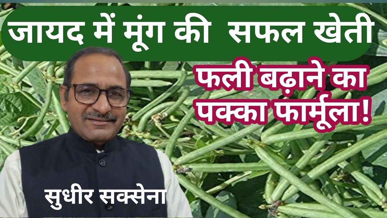 जायद में मूंग की खेती। गर्मी की मूंग की खेती। मूंग में फलियां कैसे बढ़ाएं।Summer Moog Farming 