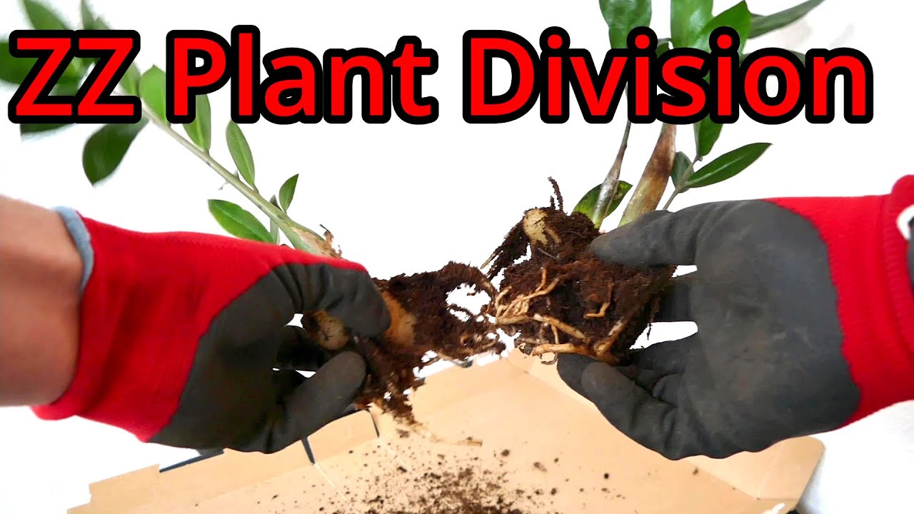 How to Separate ZZ Plants (Zamioculcas zamiifolia)