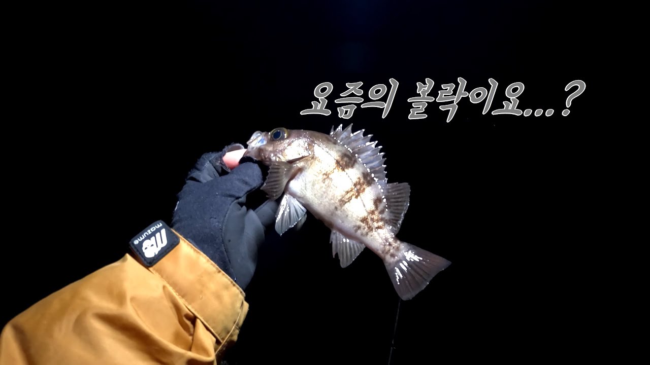 요즘의 볼락! 이렇게 해봤습니다!