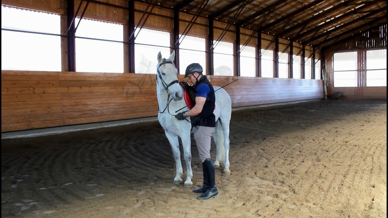 SIGLAVY BATOSTA / 2007 - liebenswerter LIPIZZANER
