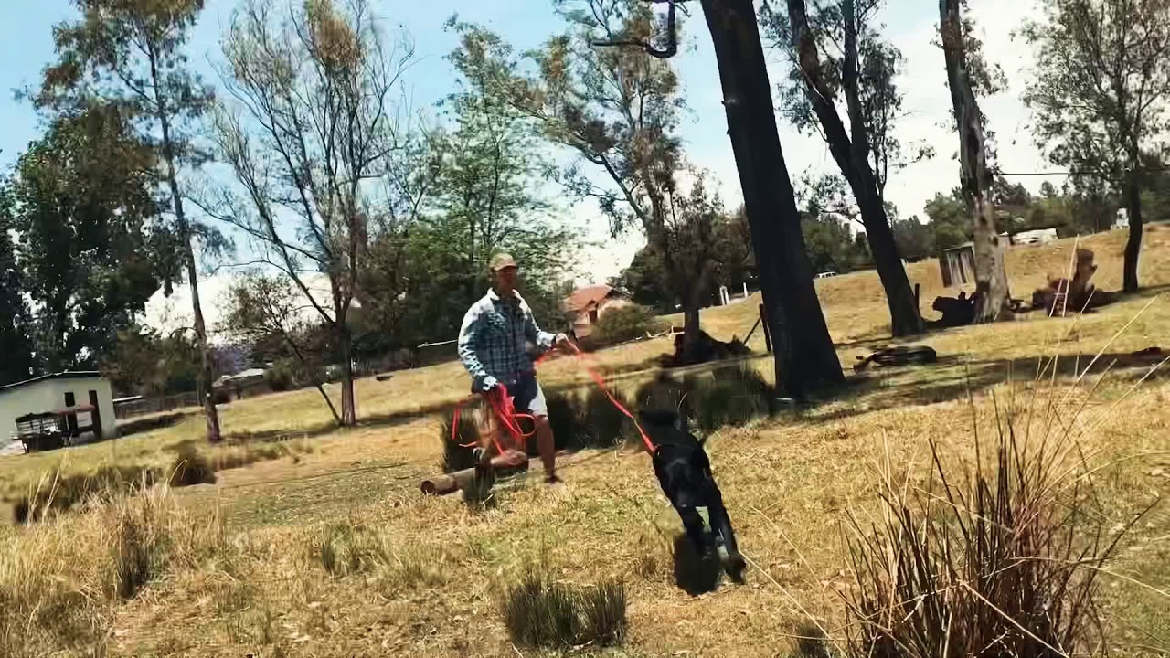 K-9 Mantrailing - The Kocher Method #001