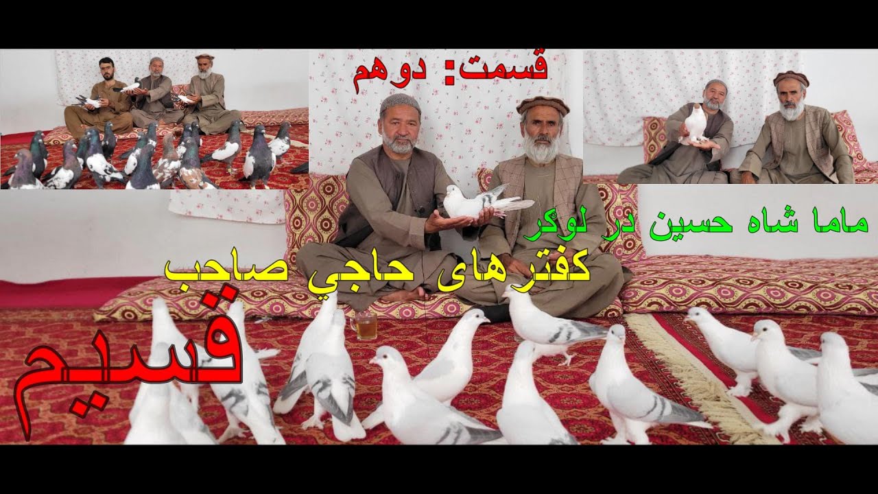 قسمت دوم/ کفترهای حاجي صاحب محمد قسیم لوګري/ شیرازي و پتین های زیبا/ Haji Qaseem's Antique Pigeons
