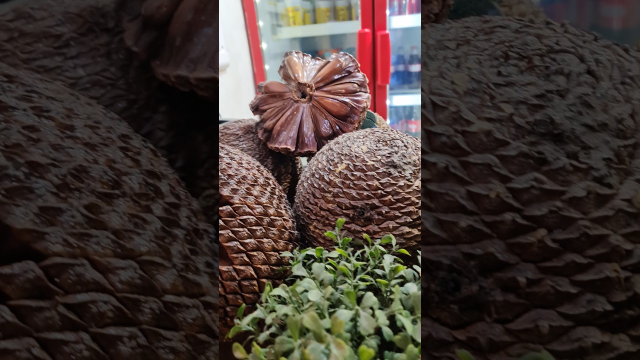 Pinh&atilde;o, fruto da arauc&aacute;ria