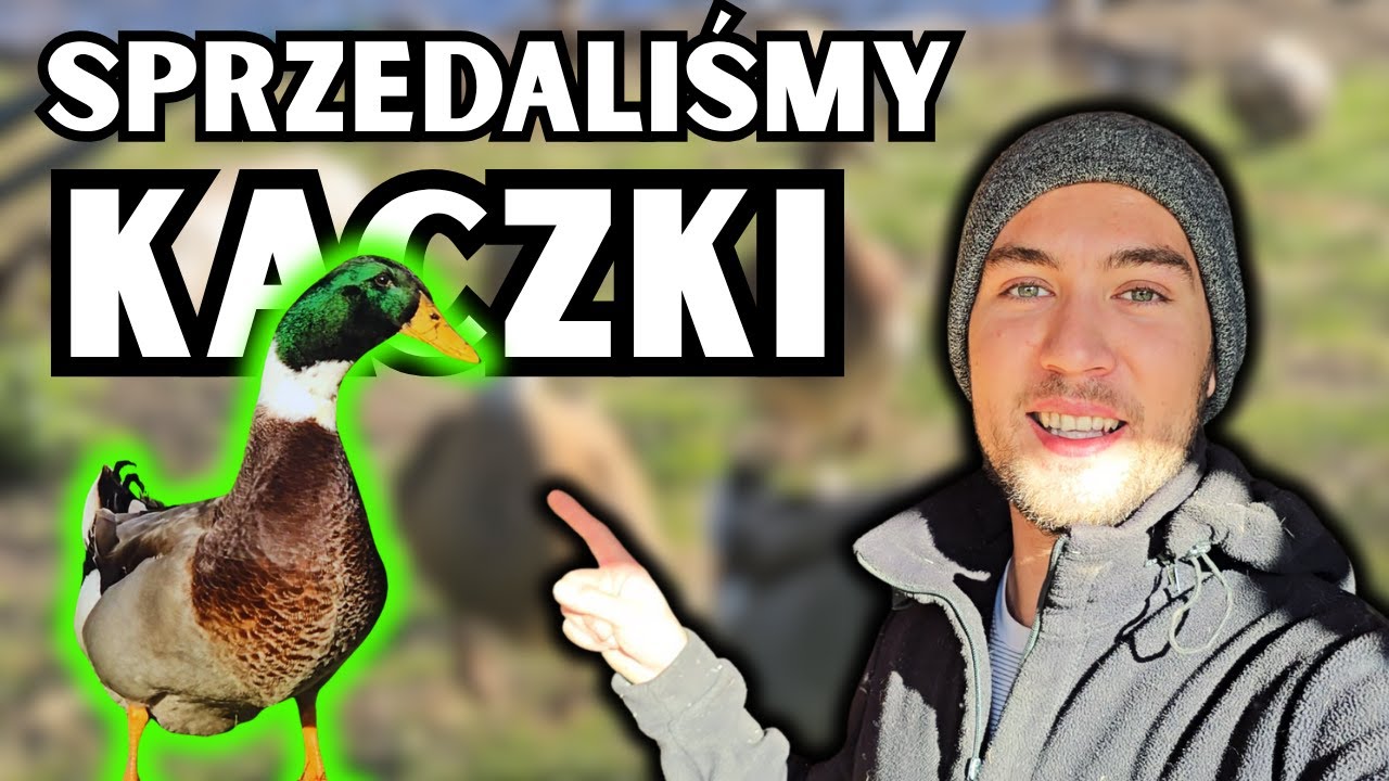 TYCH KACZEK NIKT NIE CHCE HODOWAĆ!? HODOWLA ZWIERZĄT