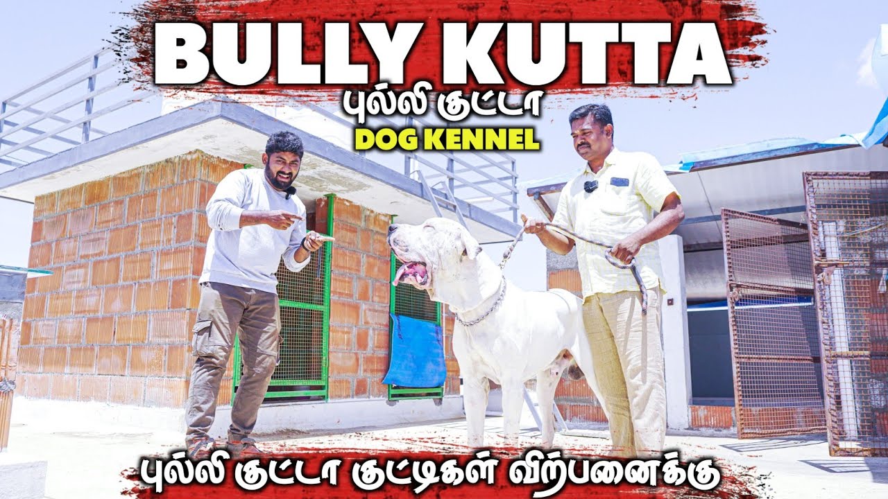 ரொம்ப கம்மி விலைக்கு தரமான புல்லி குட்டா நாய்கள்-Bully kutta dog kennel in Coimbatore #alangu #bully
