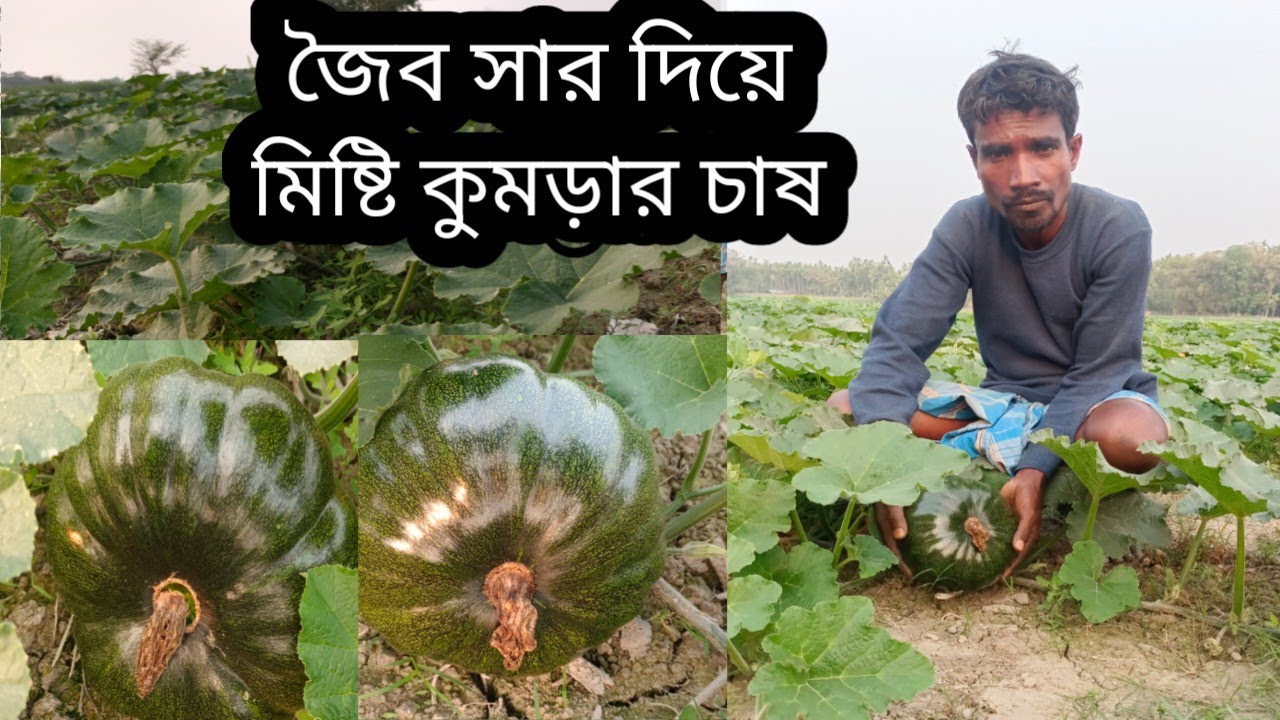 রাসায়নিক সার প্রয়োগ না করে শুধু জৈব সার দিয়ে মিষ্টি কুমড়ার চাষ। Sweet pumpkin cultivation