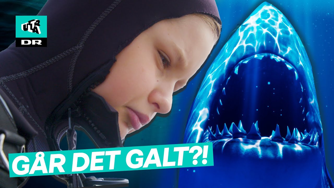 Dykker med kæmpe hajer: Jacob er bange for at blive bidt!