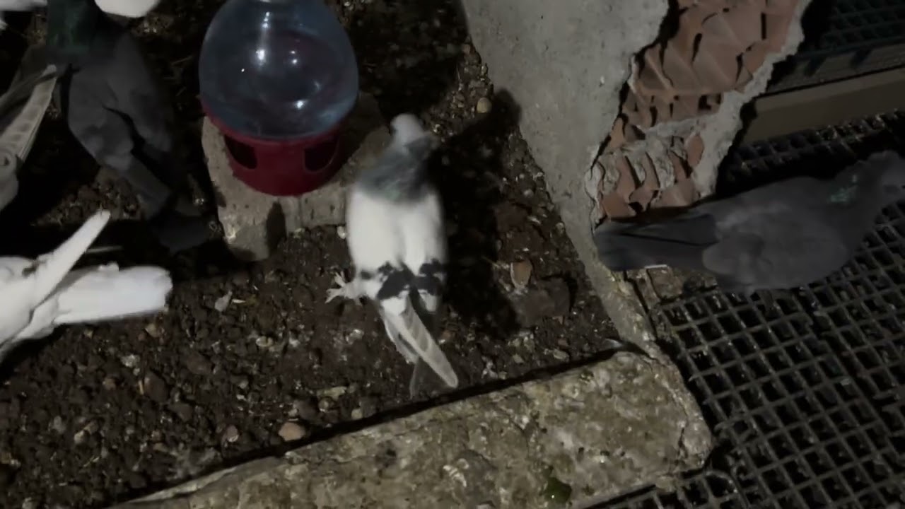 Damızlık güvercinlerimizin akşam yemlenmesi süpriz çıkıp gelen kuşumuz 