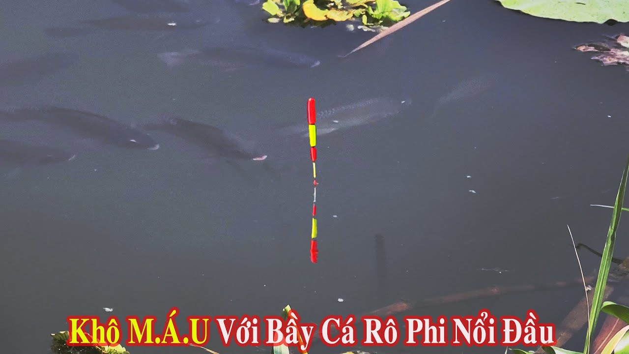 Cố Lỳ Chơi Khô Máu Với Bầy Cá Rô Phi Nổi Đầu Trên Mặt Nước