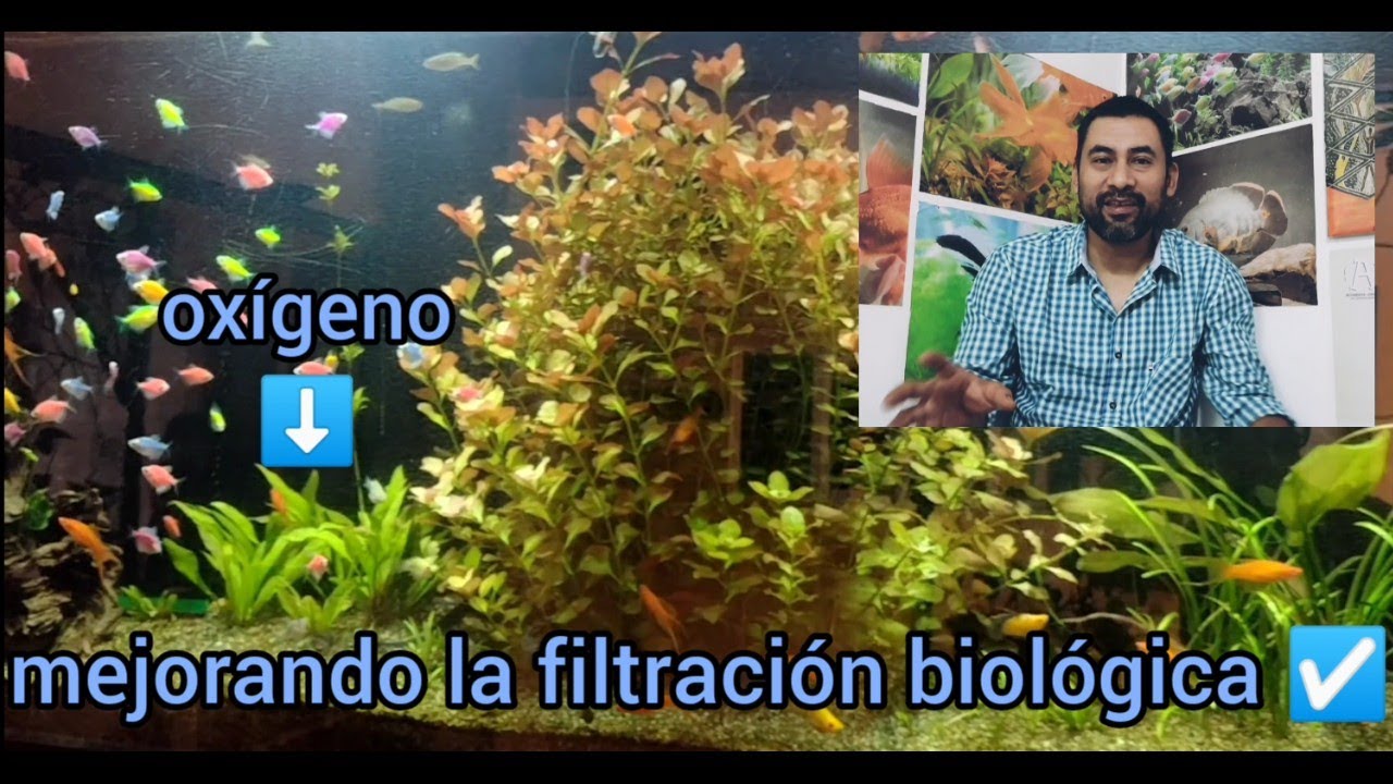 Filtro Tipo Sump: Máxima Pureza del Acuario de Agua Dulce