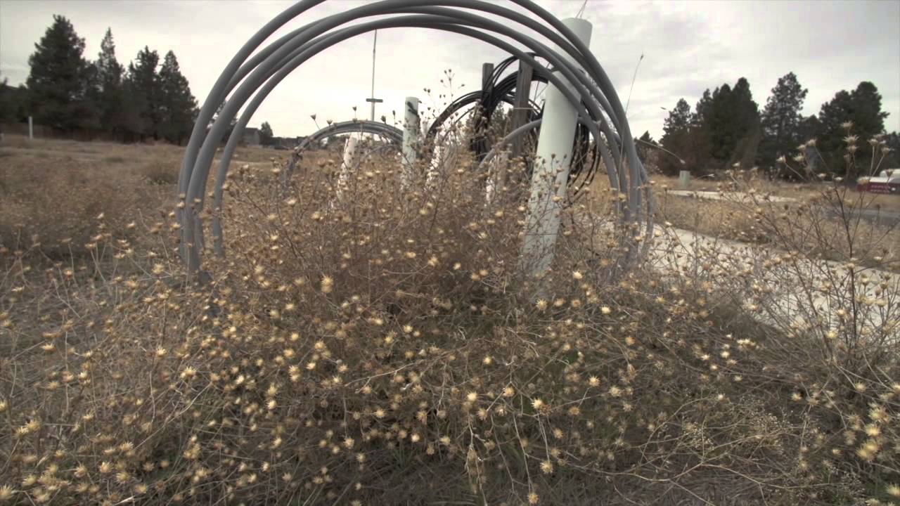 Noxious Weeds are Back (They never left!)