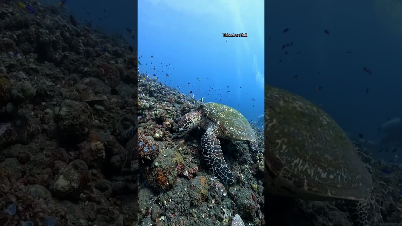 Bali diving, Indonesia 📱: +62878-6121-5832 & IG: balielitescubatulamben 